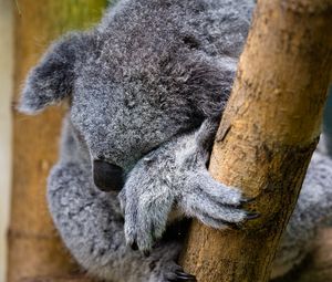 Preview wallpaper koala, animal, wildlife, pose, cute