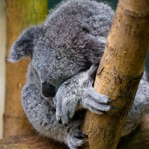 Preview wallpaper koala, animal, wildlife, pose, cute