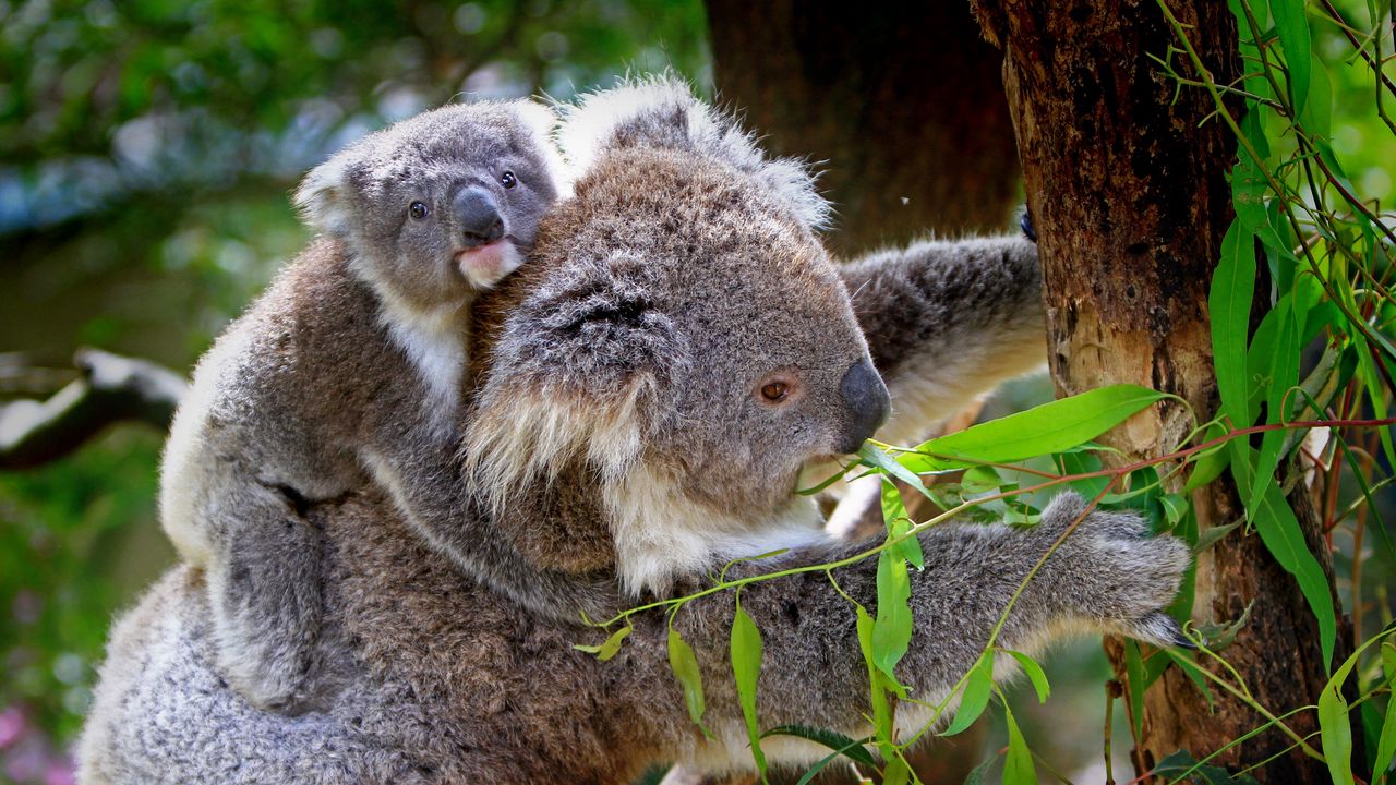 Wallpaper koala, baby, tree, eucalyptus