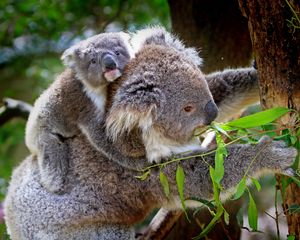 Preview wallpaper koala, baby, tree, eucalyptus