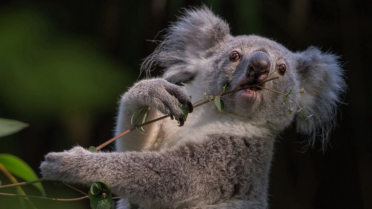 Wallpaper koala, branch, animal
