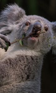 Preview wallpaper koala, branch, animal