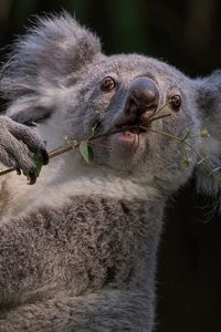 Preview wallpaper koala, branch, animal