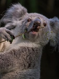 Preview wallpaper koala, branch, animal