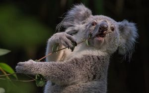 Preview wallpaper koala, branch, animal
