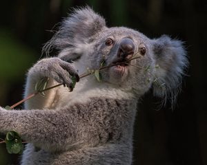 Preview wallpaper koala, branch, animal