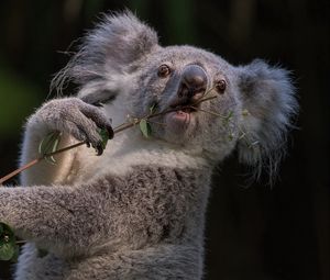 Preview wallpaper koala, branch, animal