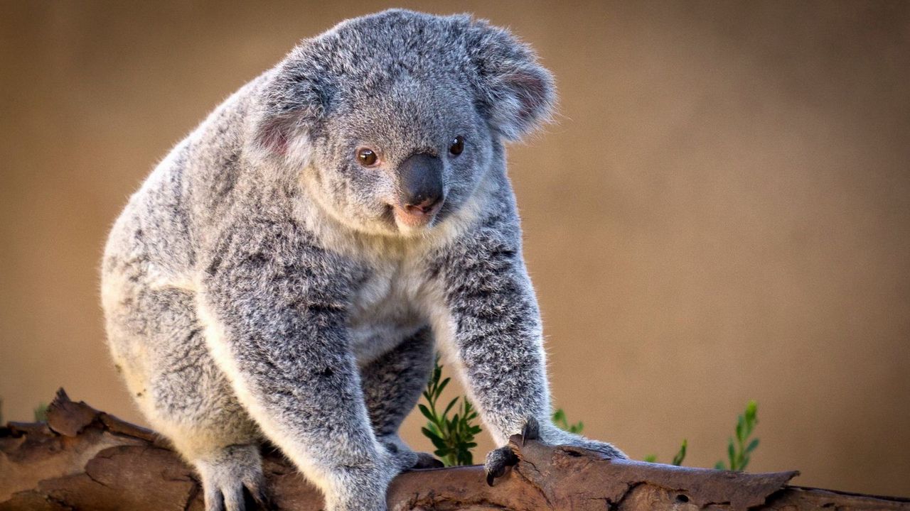 Wallpaper koala, branch, sit, charming hd, picture, image