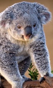 Preview wallpaper koala, branch, sit, charming