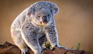 Preview wallpaper koala, branch, sit, charming