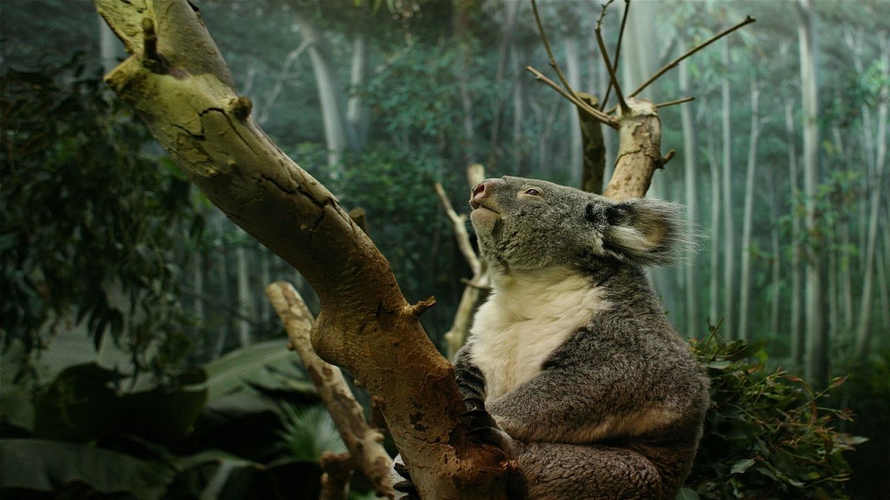 Wallpaper koala, branch, sit