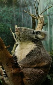 Preview wallpaper koala, branch, sit