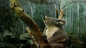 Preview wallpaper koala, branch, sit