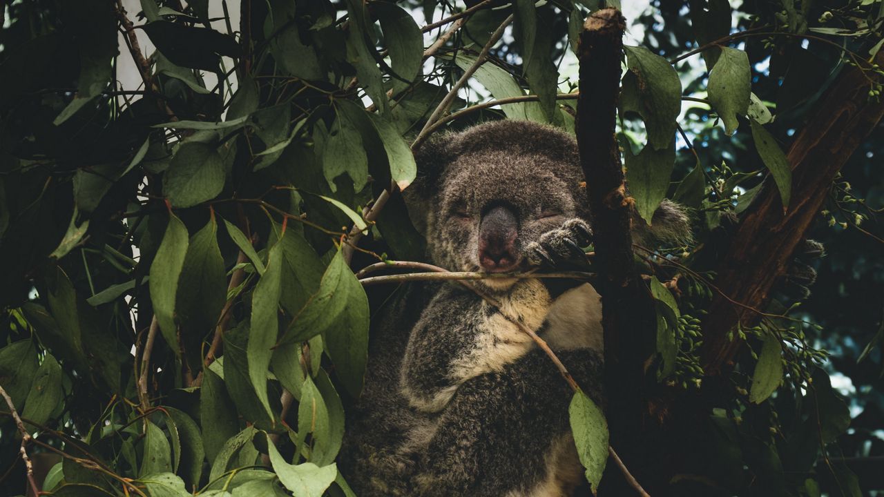 Wallpaper koala, branches, leaves, wildlife