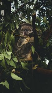 Preview wallpaper koala, branches, leaves, wildlife