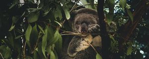 Preview wallpaper koala, branches, leaves, wildlife