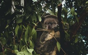 Preview wallpaper koala, branches, leaves, wildlife