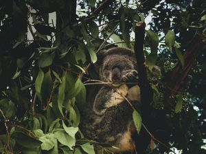 Preview wallpaper koala, branches, leaves, wildlife