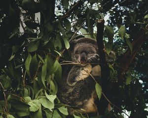 Preview wallpaper koala, branches, leaves, wildlife