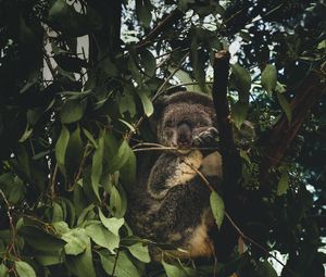 Preview wallpaper koala, branches, leaves, wildlife