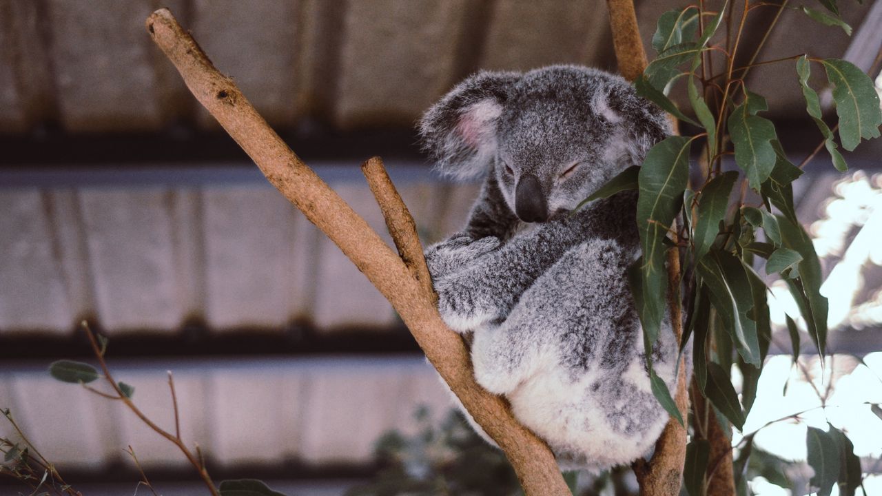 Wallpaper koala, eucalyptus, tree, sleep
