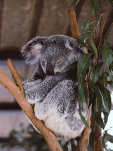 Preview wallpaper koala, eucalyptus, tree, sleep