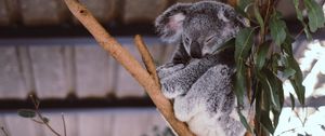 Preview wallpaper koala, eucalyptus, tree, sleep
