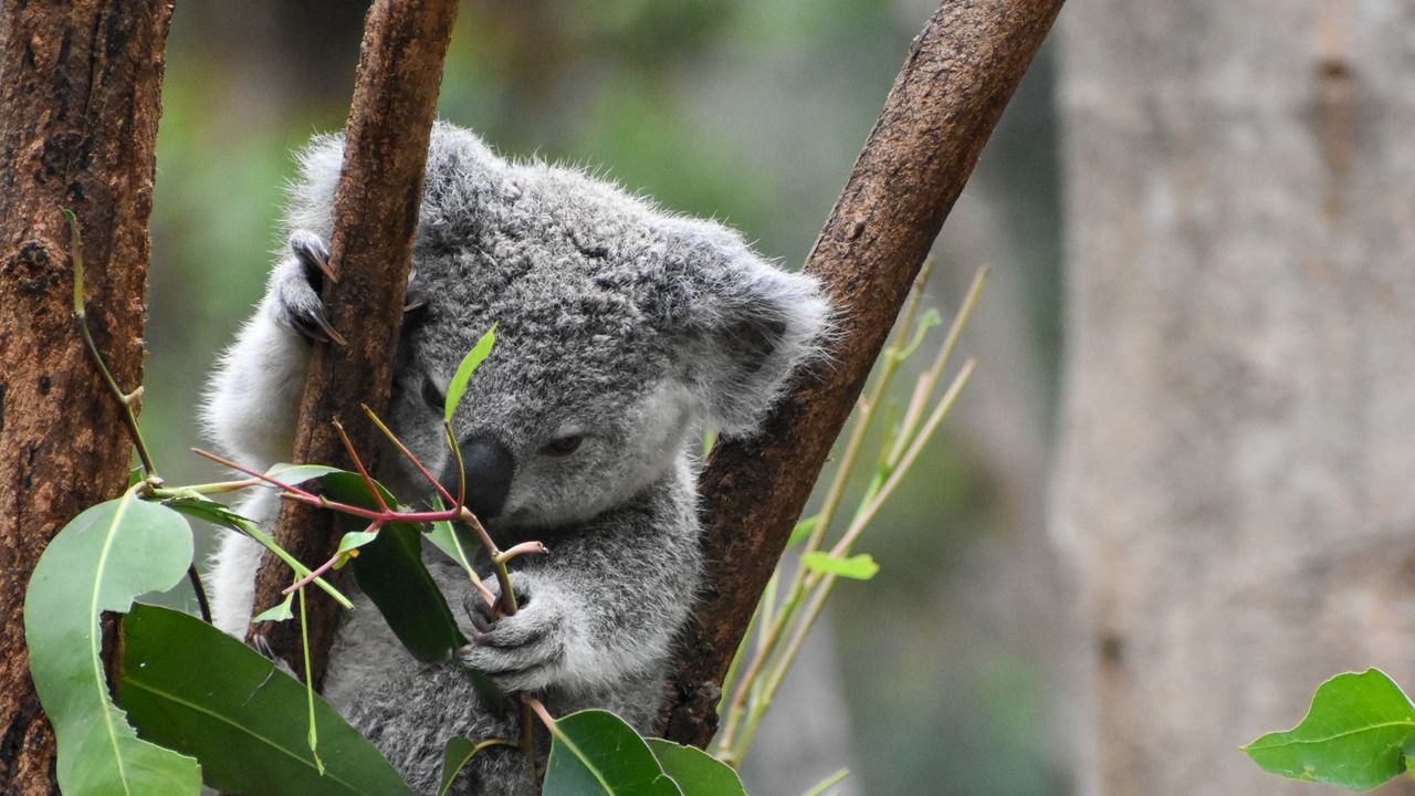 Wallpaper koala, funny, animal, branches, leaves
