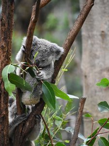 Preview wallpaper koala, funny, animal, branches, leaves