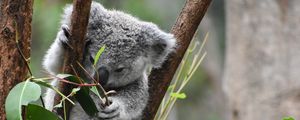 Preview wallpaper koala, funny, animal, branches, leaves