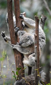 Preview wallpaper koala, koalas, funny, tree, branches