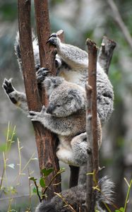 Preview wallpaper koala, koalas, funny, tree, branches