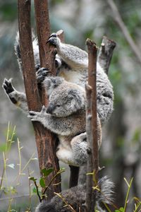 Preview wallpaper koala, koalas, funny, tree, branches