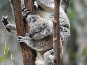 Preview wallpaper koala, koalas, funny, tree, branches