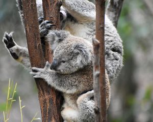 Preview wallpaper koala, koalas, funny, tree, branches