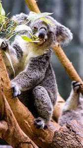 Preview wallpaper koala, leaves, tree, animal