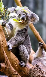 Preview wallpaper koala, leaves, tree, animal