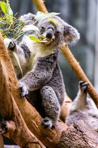 Preview wallpaper koala, leaves, tree, animal