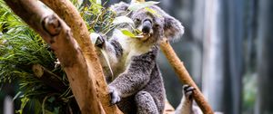 Preview wallpaper koala, leaves, tree, animal