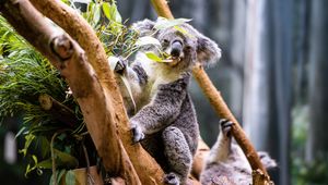 Preview wallpaper koala, leaves, tree, animal