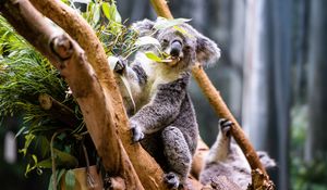 Preview wallpaper koala, leaves, tree, animal