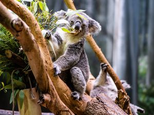 Preview wallpaper koala, leaves, tree, animal