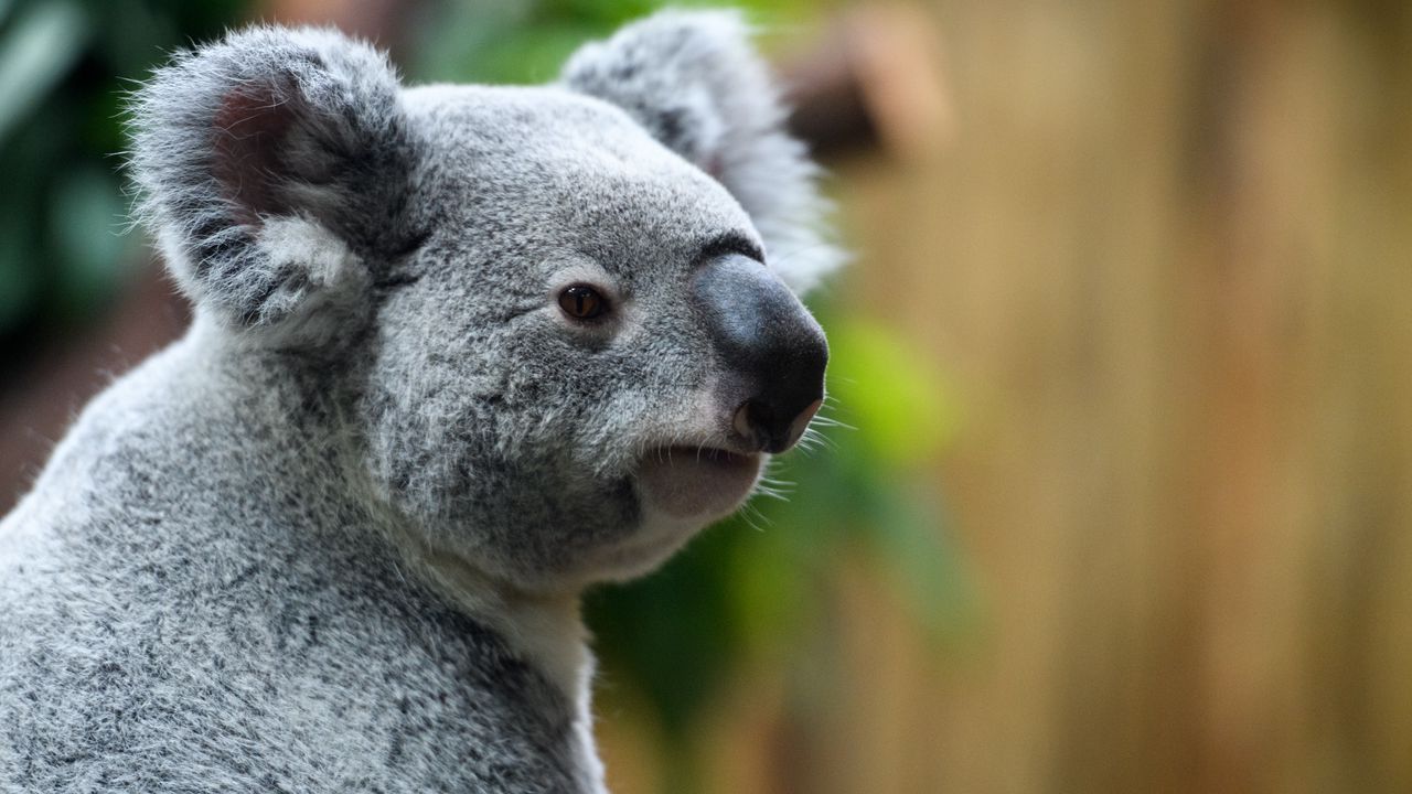 Wallpaper koala, nose, animal, wildlife
