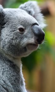 Preview wallpaper koala, nose, animal, wildlife