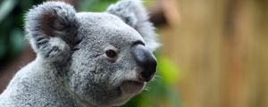 Preview wallpaper koala, nose, animal, wildlife