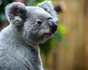 Preview wallpaper koala, nose, animal, wildlife