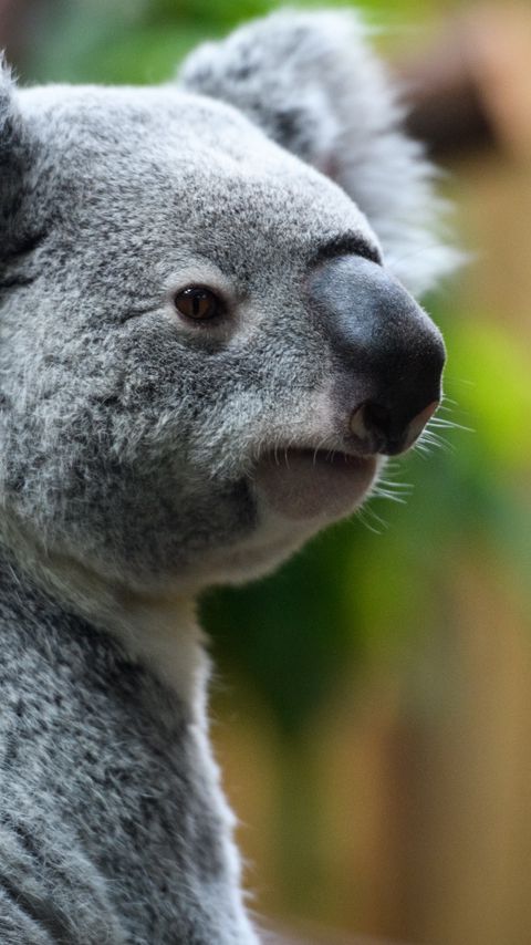 koala nose