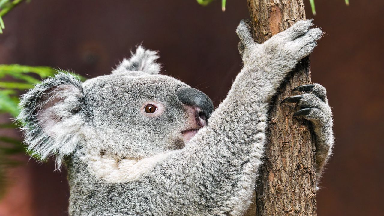Wallpaper koala, pose, tree, wildlife