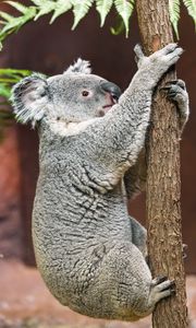 Preview wallpaper koala, pose, tree, wildlife