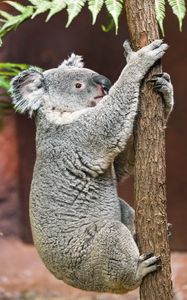 Preview wallpaper koala, pose, tree, wildlife